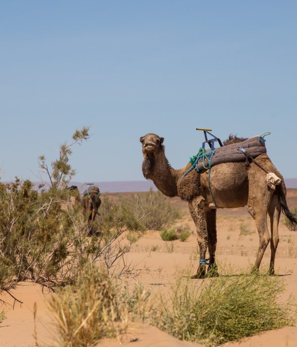 Walking Holiday in the Sahara