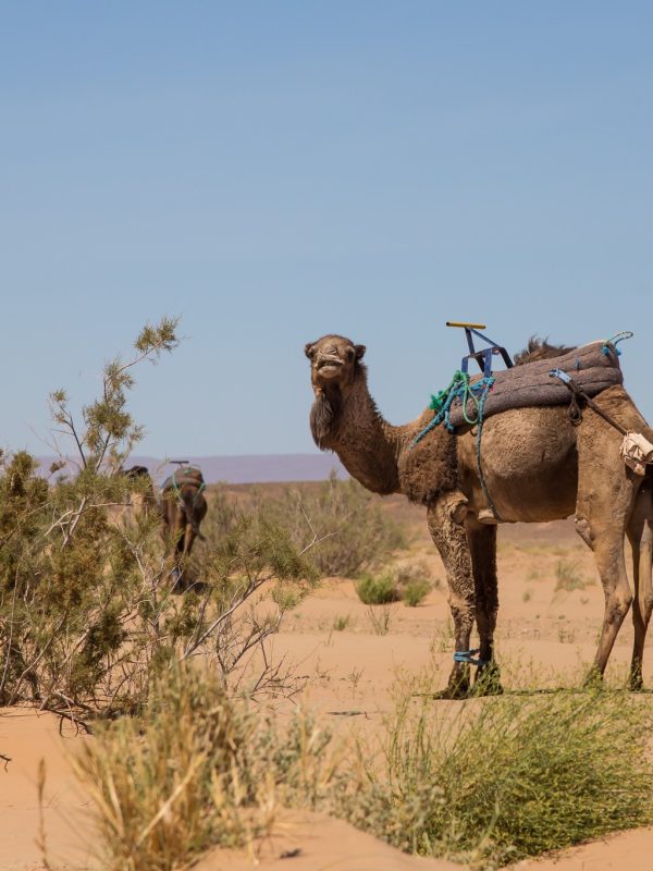 Walking Holiday in the Sahara