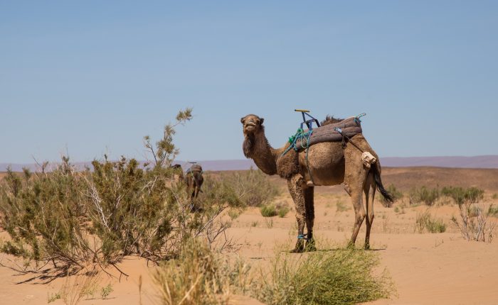 Walking Holiday in the Sahara