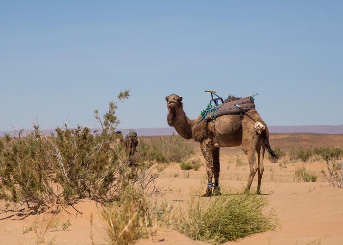 Walking Holiday in the Sahara